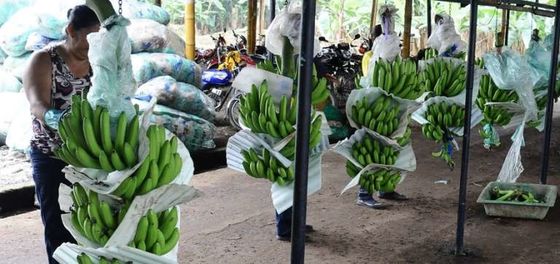 56 มม.-64 มม. เหล็กสังกะสีเงิน Cableway Banana Farm Trolley Roller Pulley