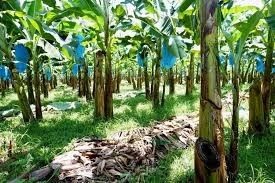 250KG Industrial Farm Banana Cableway Roller สำหรับฮาร์ดแวร์การขนส่งที่ง่าย